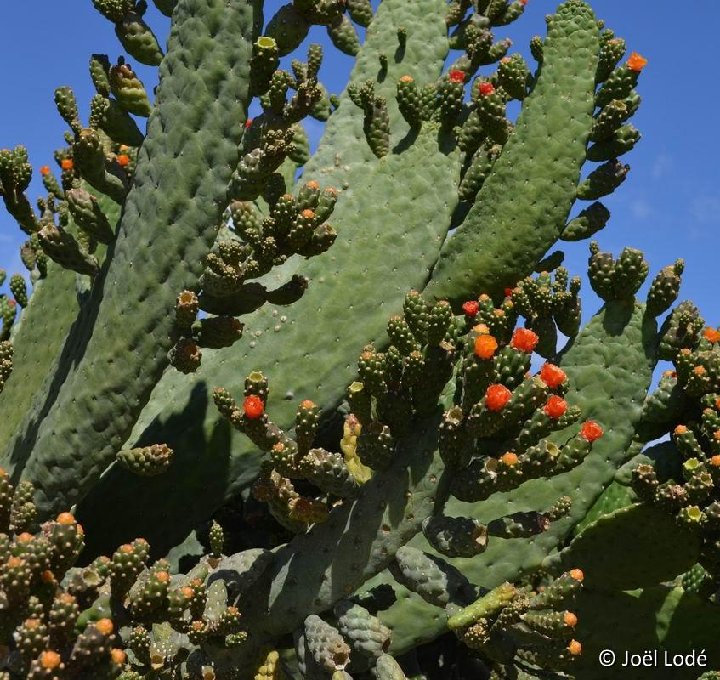 Consolea moniliformis ssp. guantanamana Lz DSC 1922